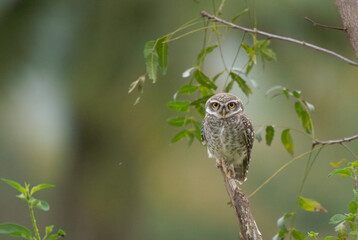 Vibrant charming Spotted owlet perched on a branch and the background is out of focus lush green.