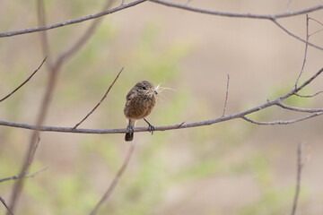 A close up of vibrant Pied bush chat perched on a branch and gathering nesting material. The...