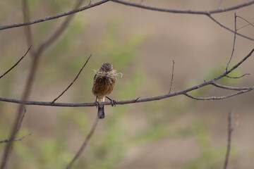 A close up of vibrant Pied bush chat perched on a branch and gathering nesting material. The...