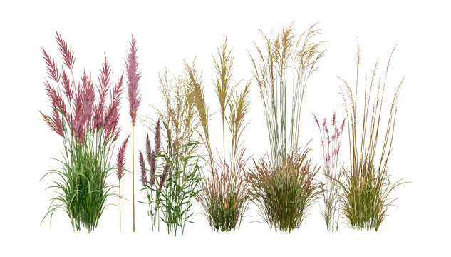 Panicum virgatum and Pennisetum setaceum rubrum grass isolated cutout, tropical tree, garden foliage, landscape design elements, vector illustration, exotic plants, outdoor greenery.