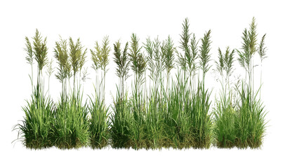 Set of Stipa capillata and Panicum virgatum grass, isolated cutout plant illustration, vector illustration, wild meadow flora, prairie plants, natural landscape elements, botanical art.