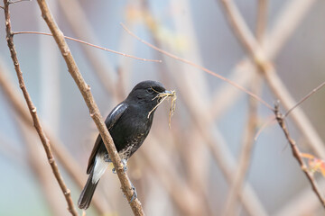 A close up of vibrant Pied bush chat perched on a branch and gathering nesting material. The...