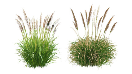 Ornamental grasses Pennisetum orientale and Hilaria mutica isolated tree cutout, vector illustration, landscaping plants, prairie grass, botanical species, sustainable garden design.