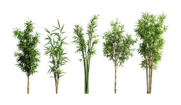 Phyllostachys aureosulcata spectabilis, Phyllostachys reticulata bamboo tree set, frontal isolated png, vector illustration, evergreen foliage, botanical clipart for garden design.