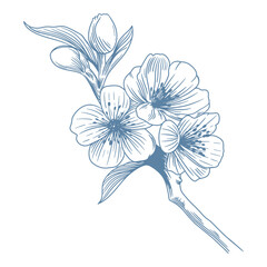 Plakat Botanical blue wedding flower on white background. Hand drawn floral, flower and leaf branch in toile de jouy style. Line art for wedding, monogram, invitation, greeting, logo, birthday cards