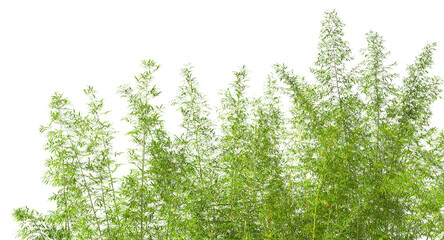 Bamboo forest growing on transparent background 3d