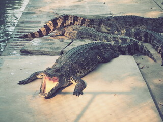 Crocodile show in Farm
