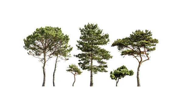 Pinus contorta vector illustration, lodgepole pine, shore pine, contorta pine, twisted pine, isolated pine tree cutout, wilderness, North American flora, outdoor scenery.
