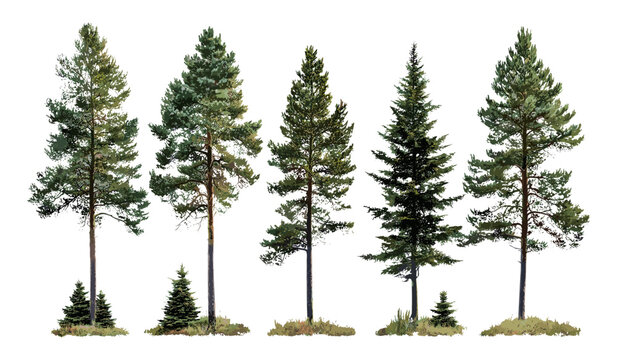 Vector illustration of Pinus contorta trees, lodgepole pine, shore pine, twisted pine, contorta pine, isolated cutout tree, forestry, coniferous forest, nature landscape.