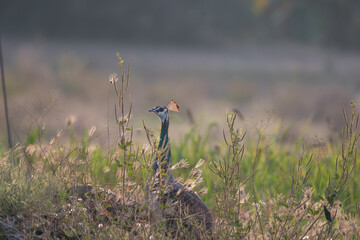 A vibrant Indian peacock stands and surrounded by a tall grasses and wildflowers. The  blurred background with lush green.