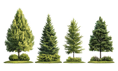 Taxodium ascendens and Pinus lambertiana frontal tree set isolated cutout, vector illustration, coniferous flora, evergreen forest plants, nature background elements, tree species.