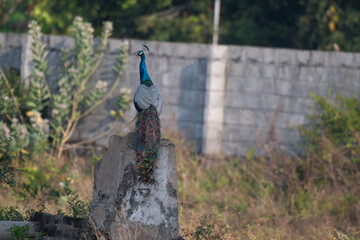 Fototapeta premium A vibrant Indian peafowl stands on a cement bench and facing Left side with background of blurred wall and leaves.