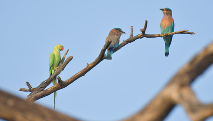 The vibrant two Indian roller and one Green parakeet perch on a stalk, leafless branch with background of blue sky and blurred branches. 