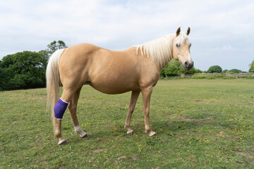 A palomino colored pony with a fresh purple dressing on an injured hind leg standing on green grass...