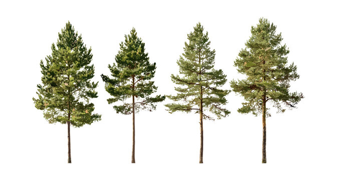Set of Pinus sylvestris tree vector illustration, Scots pine, Baltic pine, European red pine, Scotch pine isolated cutout, forest flora, coniferous evergreen, nature art.