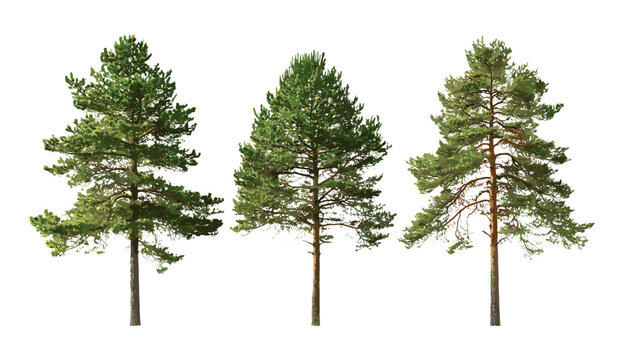 Pinus sylvestris vector illustration isolated, Scotch pine, Baltic pine, European red pine, Scots pine, conifer tree, forest vegetation, evergreen foliage, botanical design.