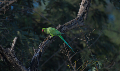 A vibrant rose ringed parakeet sitting on tree branches against a bright blue sky. The background is blurred with tree branches and blue sky.