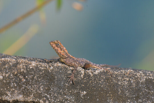 A brown garden lizard basking on a rough stone surface in natural sunlight. The background is smooth, blurred and creating striking contrast.