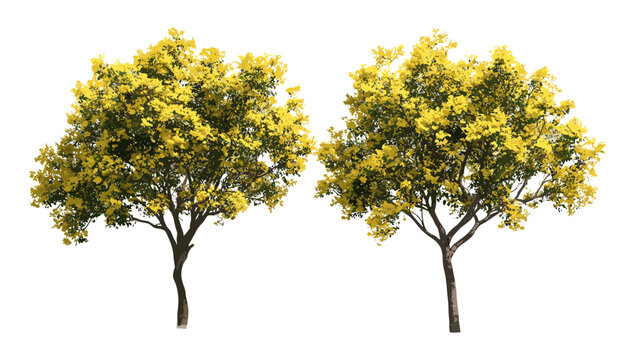 Set of mastic trees Pistacia lentiscus isolated png, sunny outdoor street trees, Mediterranean shrub, evergreen landscaping, nature background, vector illustration.