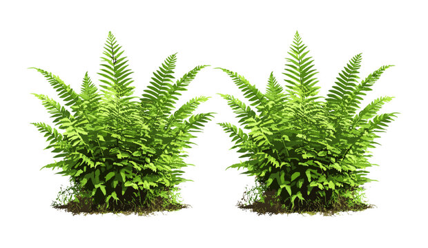 Fern leaves set Matteuccia struthiopteris and Polystichum setiferum, forest greenery collection, temperate plants, decorative garden foliage, botanical nature vector illustration.