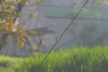 The beautiful Plain Prinia perched on a diagonal wire with a soft focus background of green foliage...