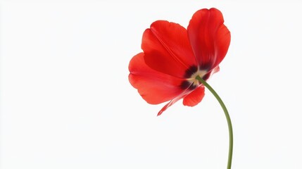 Obraz premium Close-up of a single red tulip flower with a long stem. the petals of the flower are a deep, vibrant red color with a darker red center and a lighter red outer layer.