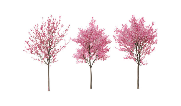 Set of peach trees in bloom, isolated cutout, Prunus persica frontal street trees, vector illustration, flowering tree, nature design, landscape tree, floral blossom, decorative tree.
