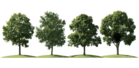 Coastal plain willow Salix caroliniana tree isolated cutout, swamp chestnut oak Quercus michauxii in sunlight, vector illustration, natural woodland, deciduous tree, botanical plant. © aura studio