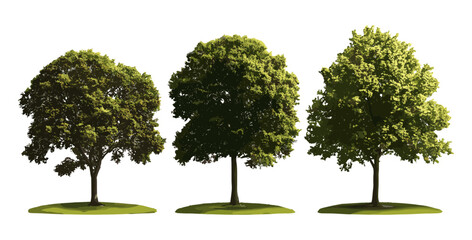 Isolated cutout of coastal plain willow Salix caroliniana, swamp chestnut oak Quercus michauxii in sunlight, vector illustration, American native trees, deciduous forest, natural greenery. © aura studio