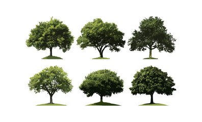 Quercus michauxii swamp chestnut oak in daylight cutout, Salix caroliniana coastal plain willow tree isolated, vector illustration, native hardwood, temperate forest, green foliage.
