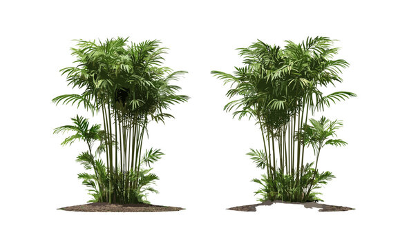 Set of Rhapis excelsa lady palm bamboo palm medium small frontal isolated tree vector illustration, indoor plants, tropical foliage, botanical clipart, houseplant decor.
