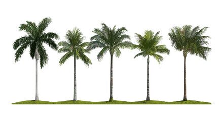 Set of Roystonea regia royal palm tree isolated cutout, Cuban royal palm, Florida royal palm, tropical tree vector illustration, exotic plant, botanical garden, landscape design.