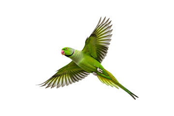 Rose-ringed Parakeet isolated on transparent background, flying green parrot png