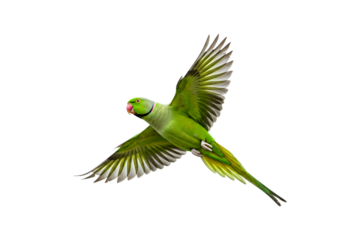 Rose-ringed Parakeet isolated on transparent background, flying green parrot png