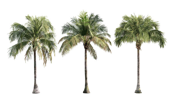 Roystonea regia royal palm, Cuban royal palm isolated tree, Florida royal palm, tropical foliage vector illustration, outdoor scenery, exotic landscaping, garden decoration, nature.