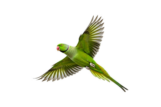 Rose-ringed Parakeet isolated on transparent background, flying green parrot png