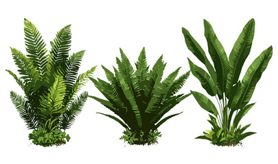 Tropical Salacca zalacca and Blechnum gibbum tree cutout png, exotic flora vector illustration, rainforest plants, lush garden greenery, ornamental foliage, botanical design.