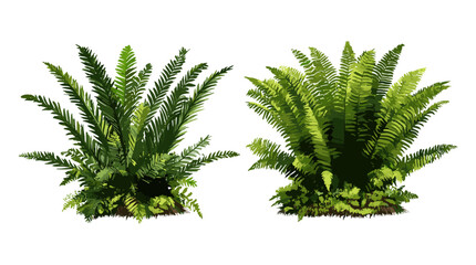 Set of Blechnum gibbum and Salacca zalacca tree cutout png, tropical plants vector illustration, exotic foliage, garden greenery, ornamental leaves, botanical nature.