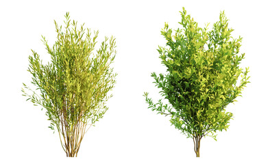 Isolated Salix caroliniana and babylonica trees in daylight, vector illustration, transparent background, lush foliage, botanical garden, green landscape, nature flora, tree silhouette, ecology. © aura studio