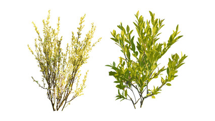 Salix babylonica and Salix caroliniana tree cutout, sunny daylight, vector illustration, isolated on transparent background, garden plants, natural environment, seasonal vegetation, forestry.