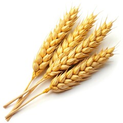 wheat ears isolated on white