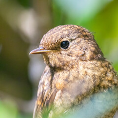 Young Juvenile Robin without usual red breast close up of head beak and eye and brown feathers plumage taken on Alderney Channel Islands 