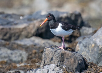 Oystercatcher  solo perches on rock of shoreline in Alderney in the Channel Islands in three quarter profile close up red eye long orange beak bill and pink legs  black and white plumage feathers