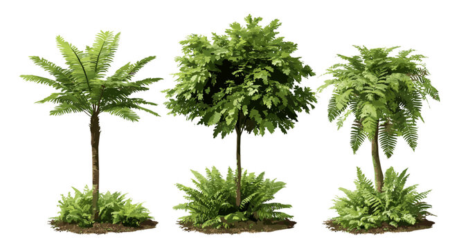 Brush pot tree Cyathea lepifera isolated cutout, Sphaeropteris lepifera tree vector illustration, tropical rainforest plant, fern leaves, exotic forest greenery, botanical nature design.