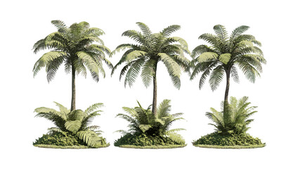 Set of Sphaeropteris lepifera tree, Cyathea lepifera, brush pot tree isolated cutout, vector illustration, tropical fern plant, rainforest foliage, botanical illustration. © aura studio