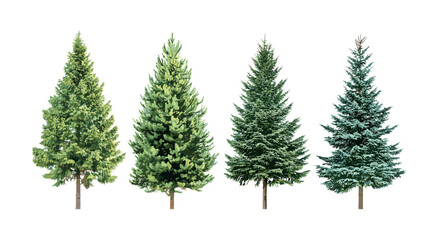 Picea Abies spruce and Colorado blue Pungens fir tree isolated, evergreen conifer, medium small size, Pinaceae family, vector illustration, outdoor forest flora, seasonal greenery.