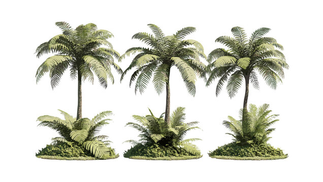 Set of Sphaeropteris lepifera tree, Cyathea lepifera, brush pot tree isolated cutout, vector illustration, tropical fern plant, rainforest foliage, botanical illustration.