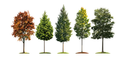 Fototapeta premium Medium street trees collection, summer and autumn season, isolated frontal tree cutout png, natural foliage elements, landscaping graphics, vector illustration.