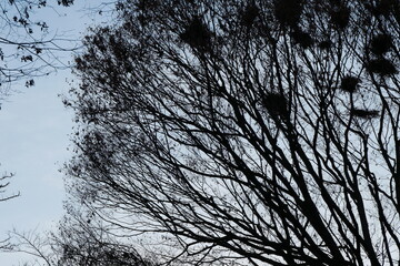 冬の夕空と木のシルエット