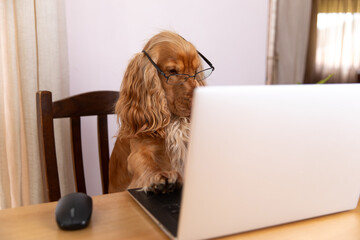 Adorable Dog Wearing Glasses Using a Laptop – Funny Pet Working from Home Concept, animal...